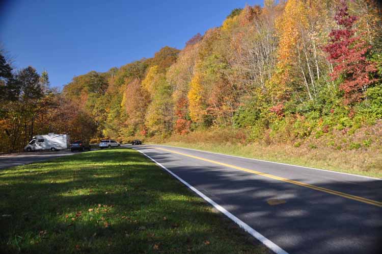 tree-lined road